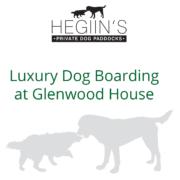 Luxury Dog Boarding at Glenwood House